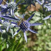 Sea Holly